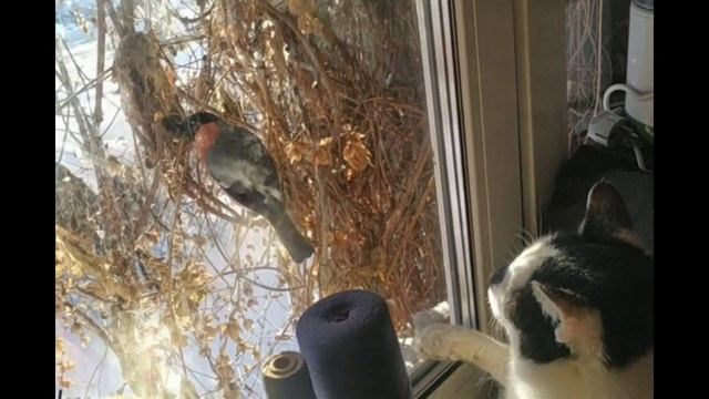 Снегири прилетели к нам в деревню смотреть онлайн