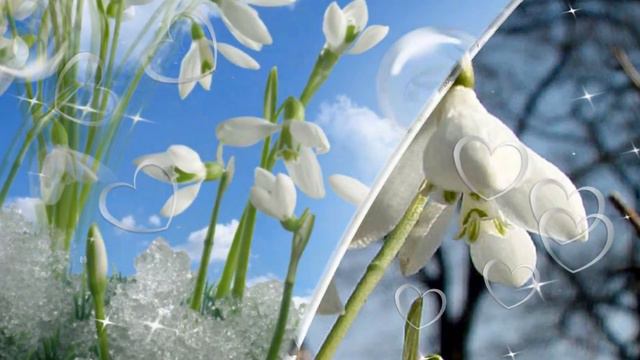 Доброе утро! 🌸С Днем подснежника тебя! 🌸Будь любима и счастлива!🌸Good morning!🌸 смотреть онлайн