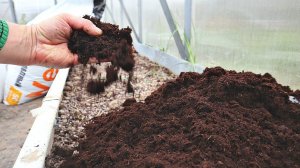 Дедушка с 60 летним стажем садоводства рассказал какая земля нужна помидорам для теплицы и без.