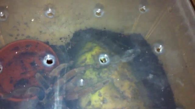 Theraphosa Apophysis + Pamphobeteus sp. Columbia 08! смотреть онлайн