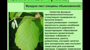 Фундука лист, лещины обыкновенной
