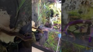 Паразиты в аквариуме. Дафния. Циклоп.