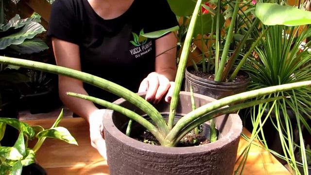 20 Plantas Para Você Ter DENTRO De Casa!