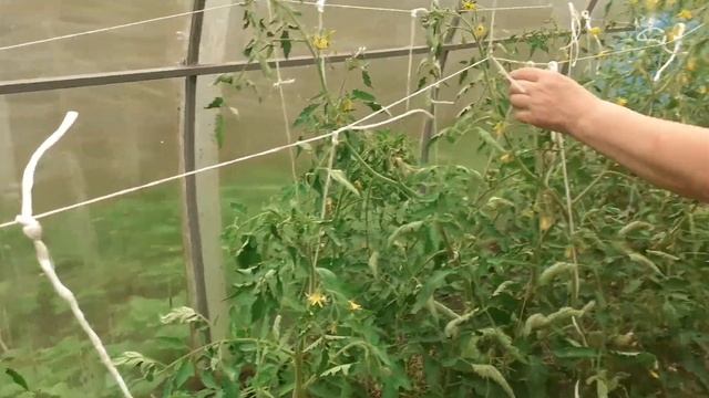 Теплица из поликарбоната своими руками смотреть онлайн