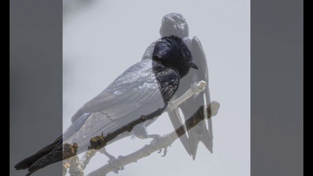 Adult Purple Martin Perched (Photos by Chris Gardner). смотреть онлайн