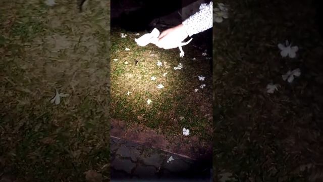 гекон тако Паттая отель Паттая Гарден ловим