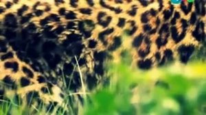 Лесная Книга серия - 2