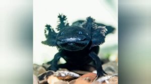 О морфах (окрасах) аксолотлей