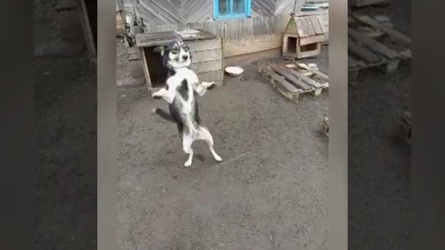 собаки из приюта ищут дом стерилизованные сторожевые телефону 8 902 172-75-53 город Тулун смотреть онлайн