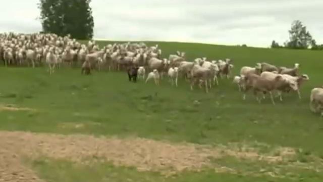 Катумские мясные овцы. Новая порода. смотреть онлайн