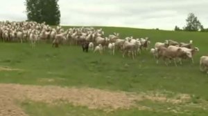 Катумские мясные овцы. Новая порода.