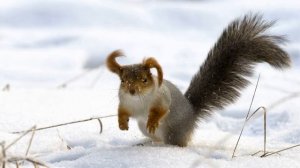 Стихотворение Белка 2