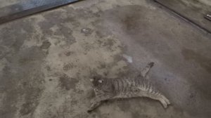 Демонтаж двигателя с Нивы (рабочие будни СТО)