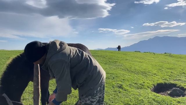 Daily Life of Nomads! Making Cheese and Drying the Sleeping Place of the Calves смотреть онлайн