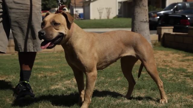 WORKING AMERICAN PIT BULL TERRIERS смотреть онлайн