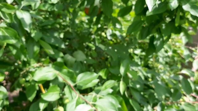 Один из эффективных способов борьбы с плодожоркой. смотреть онлайн