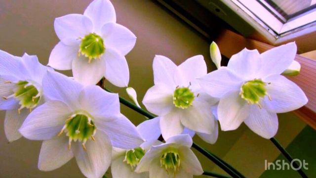 Эухарис (Амазонская лилия) смотреть онлайн