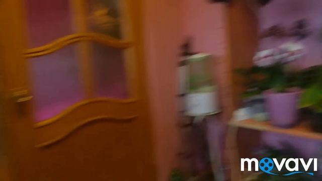 Орхидеи,как добиться шикарного цветения и??? мой уход? смотреть онлайн