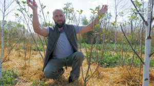 Сирень Венгерская, её преимущества и особенности формирования