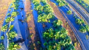 БИЗНЕС на КЛУБНИКЕ. ПРИБЫЛЬ в первый СЕЗОН. Бизнес с НУЛЯ в ДЕРЕВНЕ