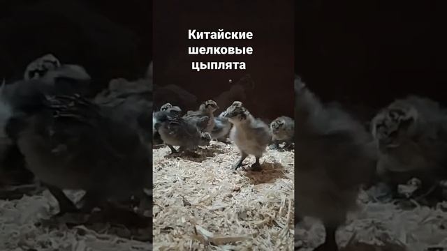 цыплята, цыплёнок, инкубация, китайские шелковые куры, китайские шелковые цыплята,яйца, инкубатор смотреть онлайн
