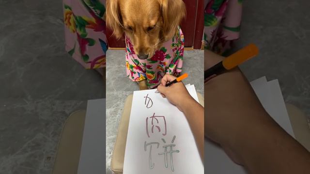 knowledge is power…… Funny Dog Videos 2021🤣 смотреть онлайн