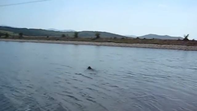 Дратхаара Деки апорт от вода смотреть онлайн