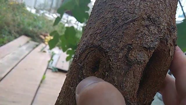 Серый орех и регенерация шелковицы/Gray walnut and mulberry regeneration смотреть онлайн