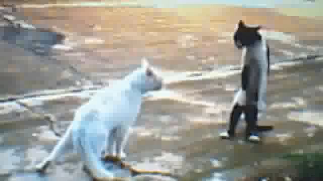 Коты и кошки смотрят ТВ смотреть онлайн