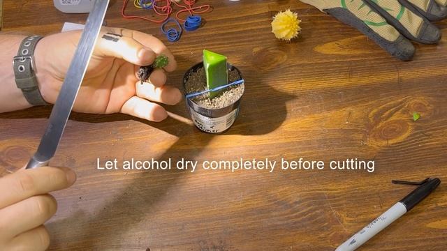 How To Graft Trichocereus Seedling To Hylocereus Cacti