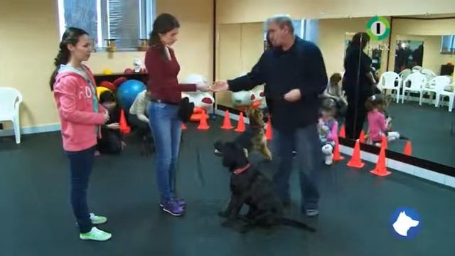 Собачья школа с Нюшей 8 выпуск