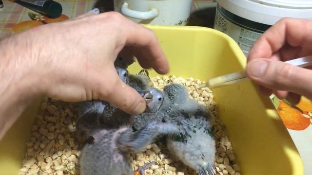 Кормление "перепелок" ) смотреть онлайн