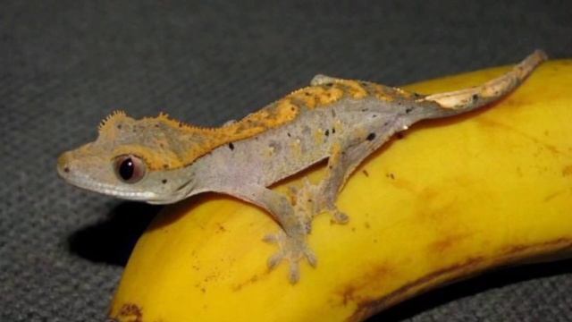 Содержание реснитчатого бананоеда