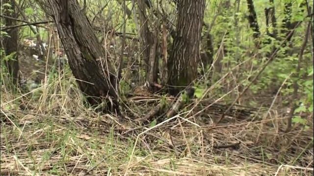 Кряква - Anas platyrhynchos смотреть онлайн