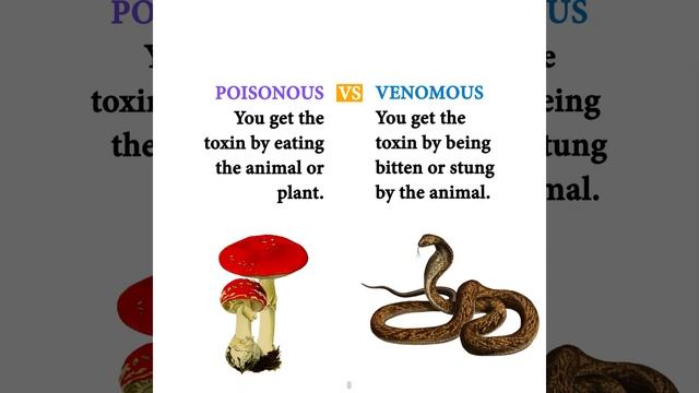 Amazing Facts About Animals