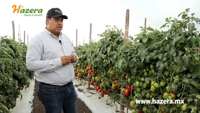 Raul Arciniega nos presenta las nuevas variedades de tomate de Hazera Seeds. смотреть онлайн