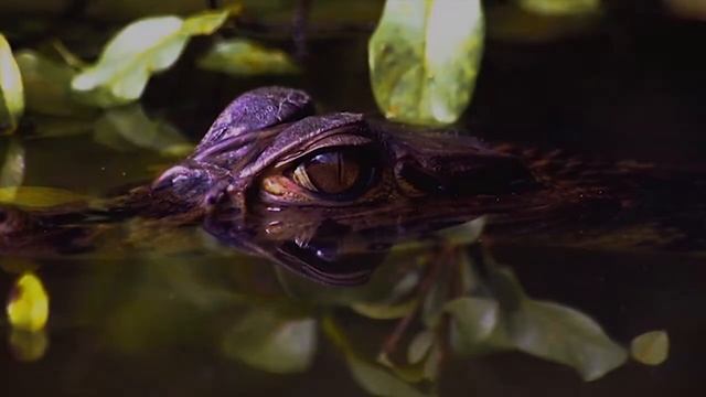 The Amazon jungle's fauna | Jungle Experiences смотреть онлайн