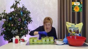 Сажаем перцы на подоконнике  Важные нюансы