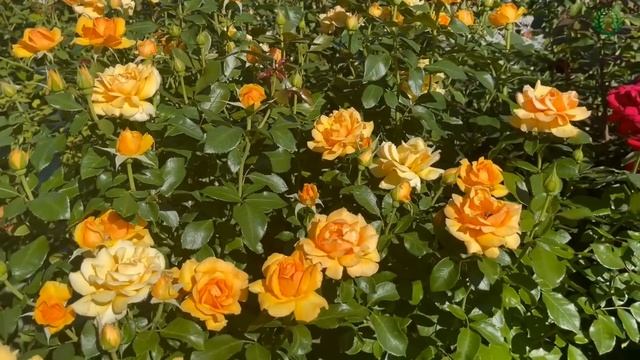 Особенности кормления роз во второй половине лета. Питомник ? и ? Е. Иващенко смотреть онлайн