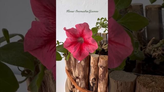 ПЕТУНИЯ ЗАЦВЕЛА В ФЕВРАЛЕ смотреть онлайн