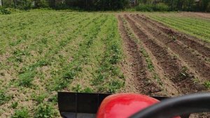 МТЗ 152 окучивание картофеля. окучник минитрактор.