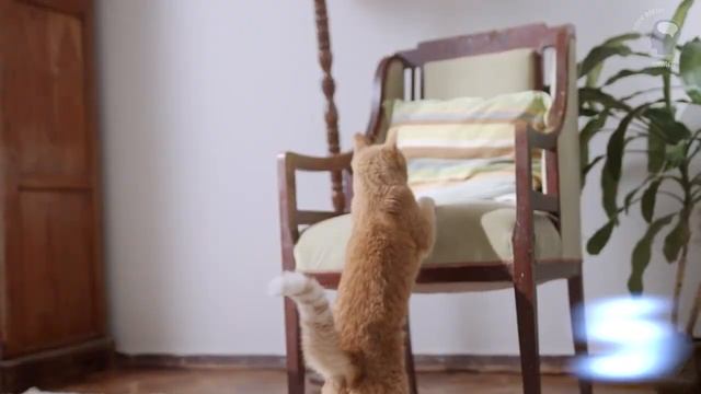 Что скрыто в поведении кошек? 10 фактов, которые вас удивят / TopFacts