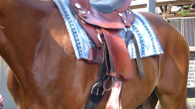 Western Saddle Fitting, The Traveling Saddle™