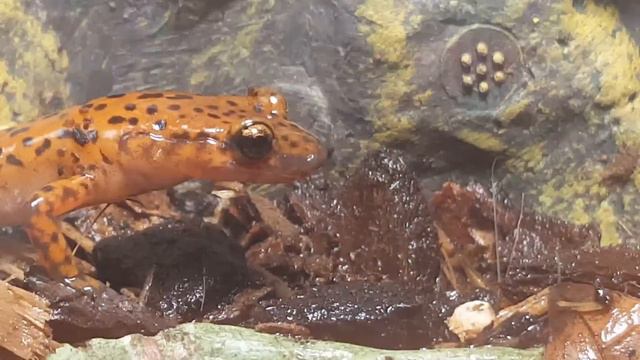 Salamander burp смотреть онлайн