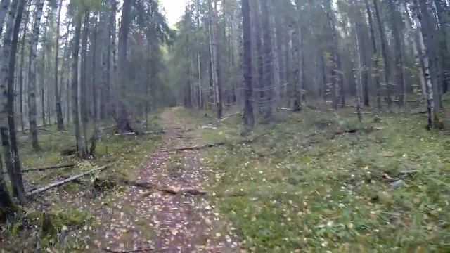 Прогулка в лес за Клюквой смотреть онлайн