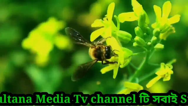 রোজ বিহানে একটা পাখি।। Roj bihane ekta pakhi.. New Islamic bangla song.. #banglaislamic song..... смотреть онлайн