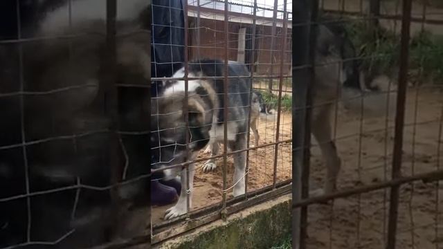 Анчар в санатории смотреть онлайн