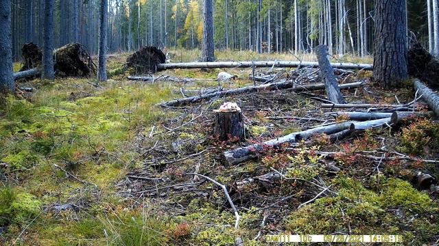 FOTOBAZUKA Лиса Лен.обл. Выборгский р-н. День. Осень. смотреть онлайн