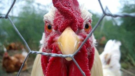 Опиум для ног