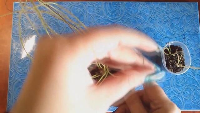 Росянка нитевидная (Drosera Filiformis) - готовим к зиме